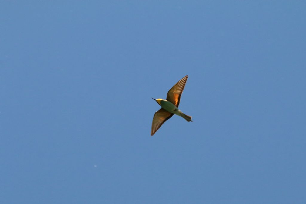 Gruccioni (Merops apiaster)
